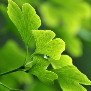 Ginkgo