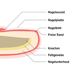 Nägel